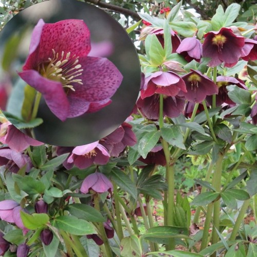 Helleborus orientalis 'Red Spotted' - Kaukaasia lumeroos 'Red Spotted' P9/0,55L 